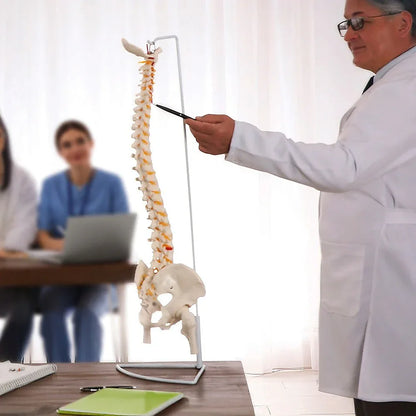 Life Size Flexible Spine Pelvis & Femur Model – Anatomical Skeleton Display - Mekamart Australia