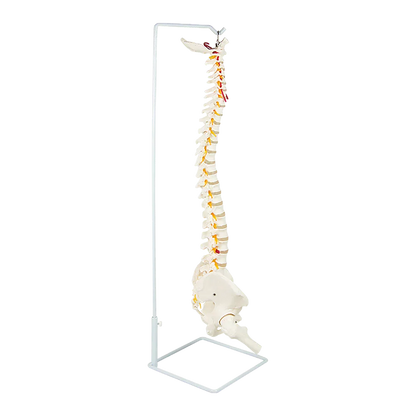 Life Size Flexible Spine Pelvis & Femur Model – Anatomical Skeleton Display - Mekamart Australia