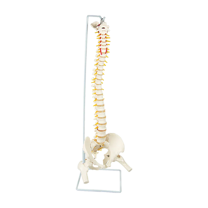 Life Size Flexible Spine Pelvis & Femur Model – Anatomical Skeleton Display - Mekamart Australia