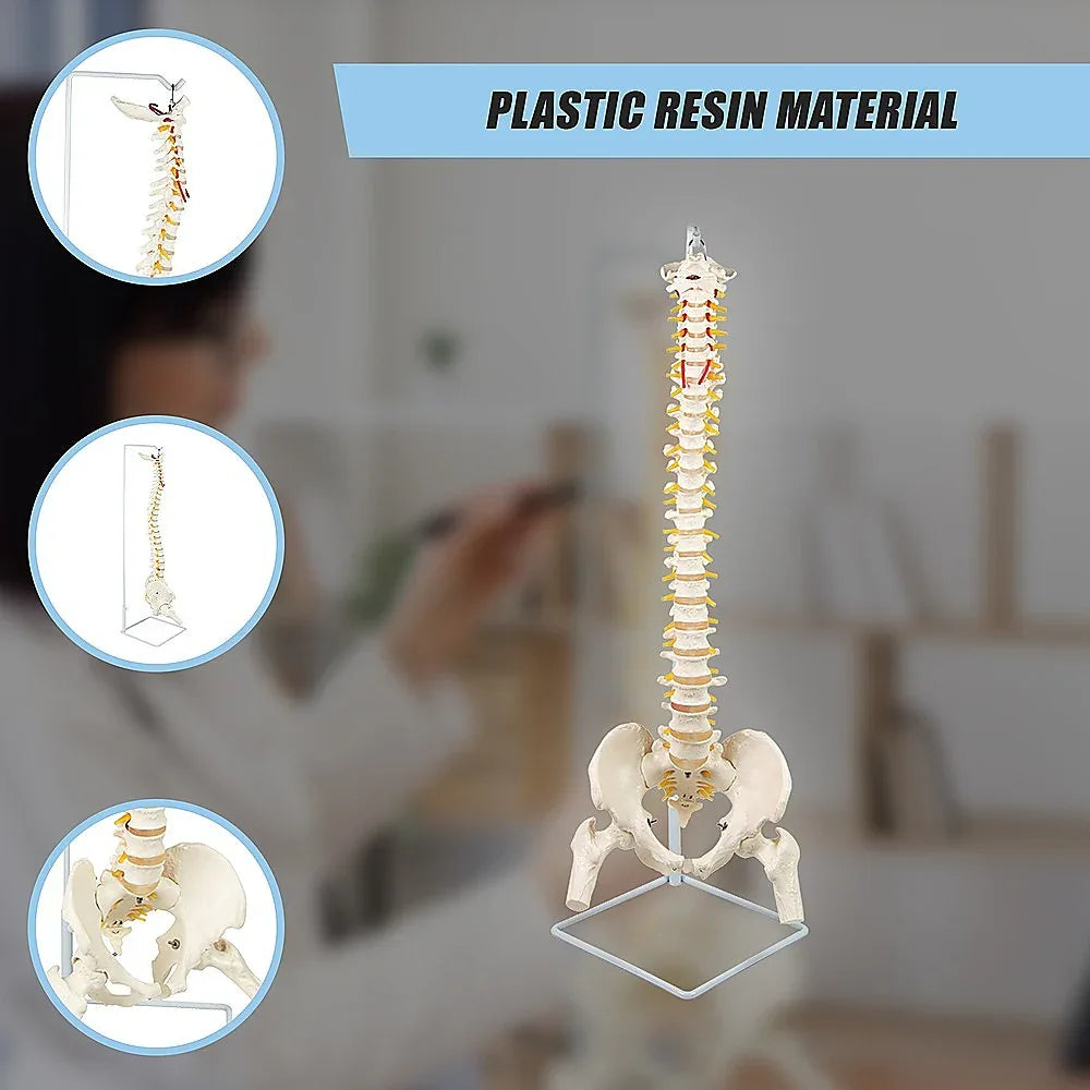 Life Size Flexible Spine Pelvis & Femur Model – Anatomical Skeleton Display - Mekamart Australia