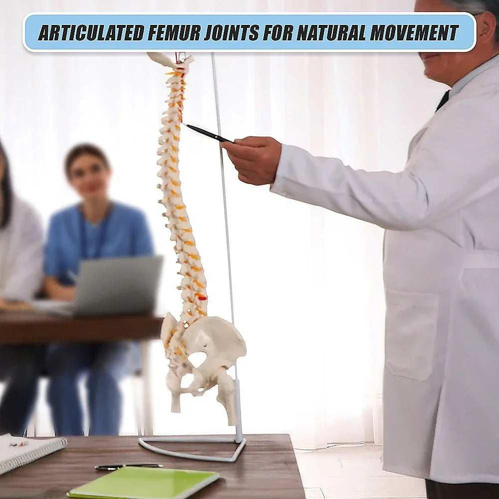 Life Size Flexible Spine Pelvis & Femur Model – Anatomical Skeleton Display - Mekamart Australia