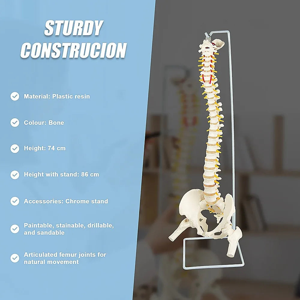 Life Size Flexible Spine Pelvis & Femur Model – Anatomical Skeleton Display - Mekamart Australia