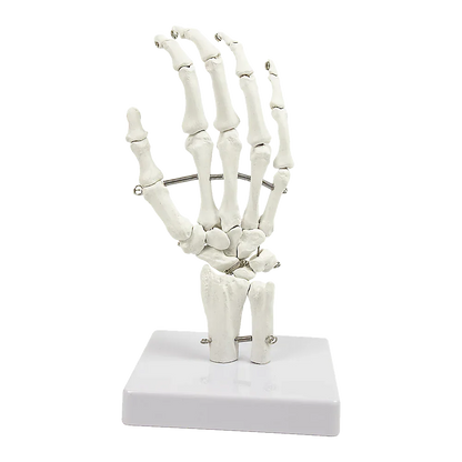 Hand Joint Anatomical Skeleton Model Human Anatomy Study Tool - Mekamart Australia