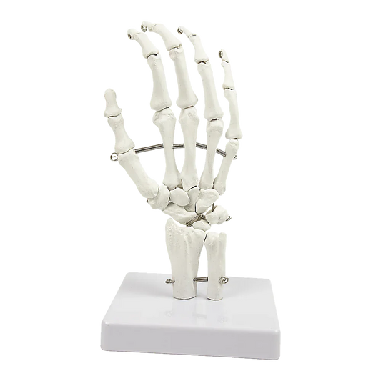 Hand Joint Anatomical Skeleton Model Human Anatomy Study Tool - Mekamart Australia