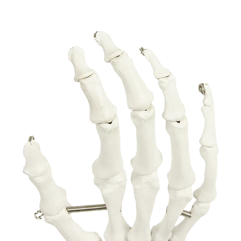 Hand Joint Anatomical Skeleton Model Human Anatomy Study Tool - Mekamart Australia