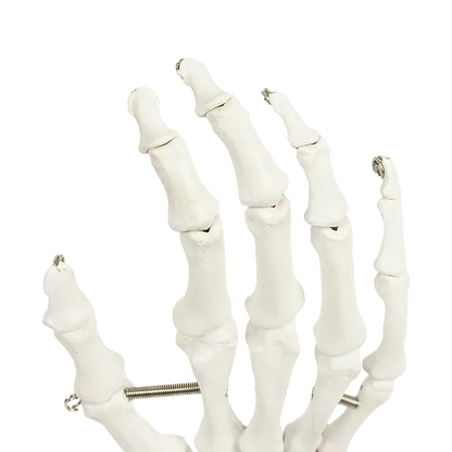 Hand Joint Anatomical Skeleton Model Human Anatomy Study Tool - Mekamart Australia