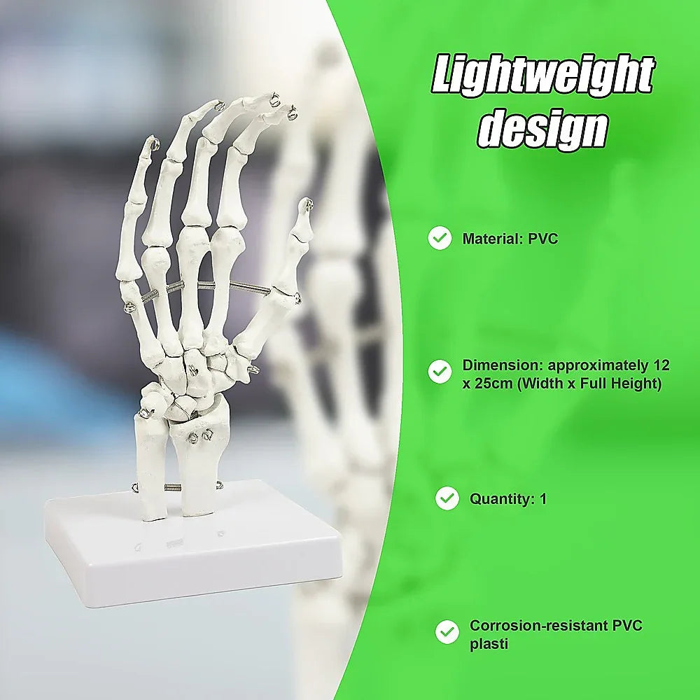 Hand Joint Anatomical Skeleton Model Human Anatomy Study Tool - Mekamart Australia