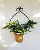 casa-verde-goya-wall-pot-holder-with-pot-cv05158 - Mekamart Australia