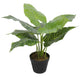 Artificial Potted Taro Plant / Elephant Ear 55cm - Mekamart Australia